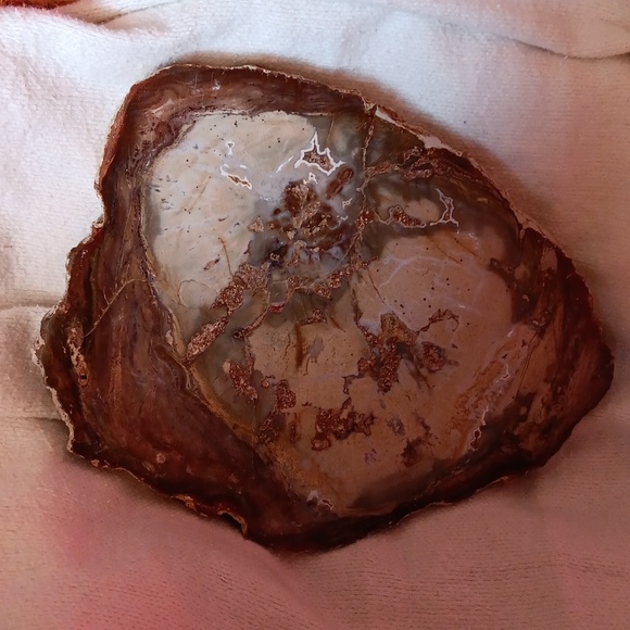 Petrified wood slice 15.2 oz - Picture 2 of 5